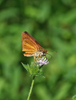 Dukes' Skipper